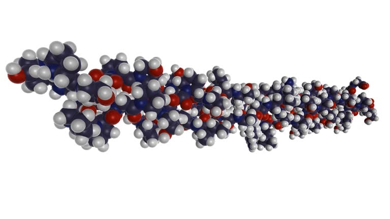 Collagen Peptides – Science-Backed Muscle Recovery and Beyond