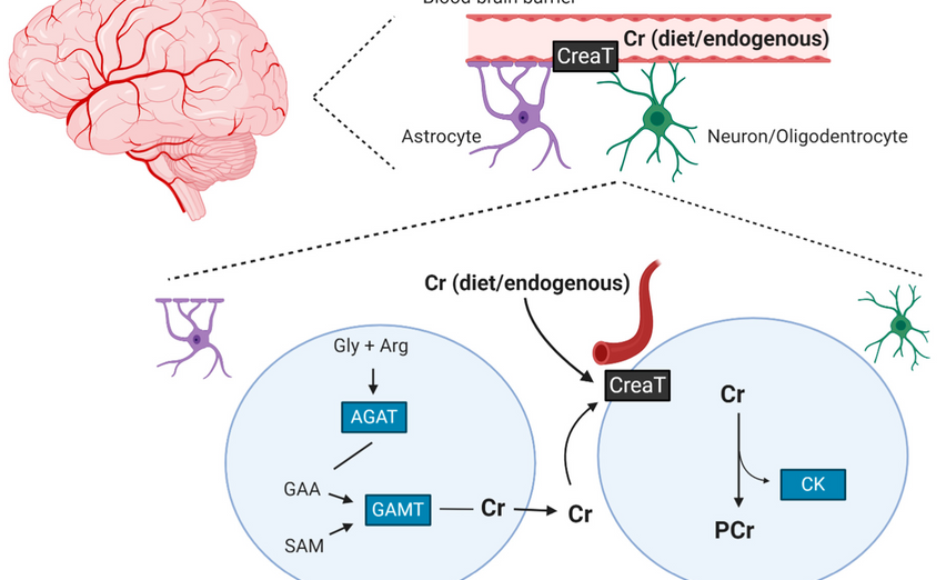 Creatine Unlocked: Fueling Cells and Elevating Cognitive